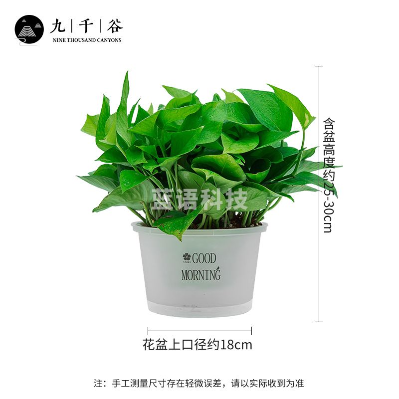 绿萝盆栽 50盆起售 绿植鲜活常青绿萝室内办公室土培花卉绿植新房家用8783