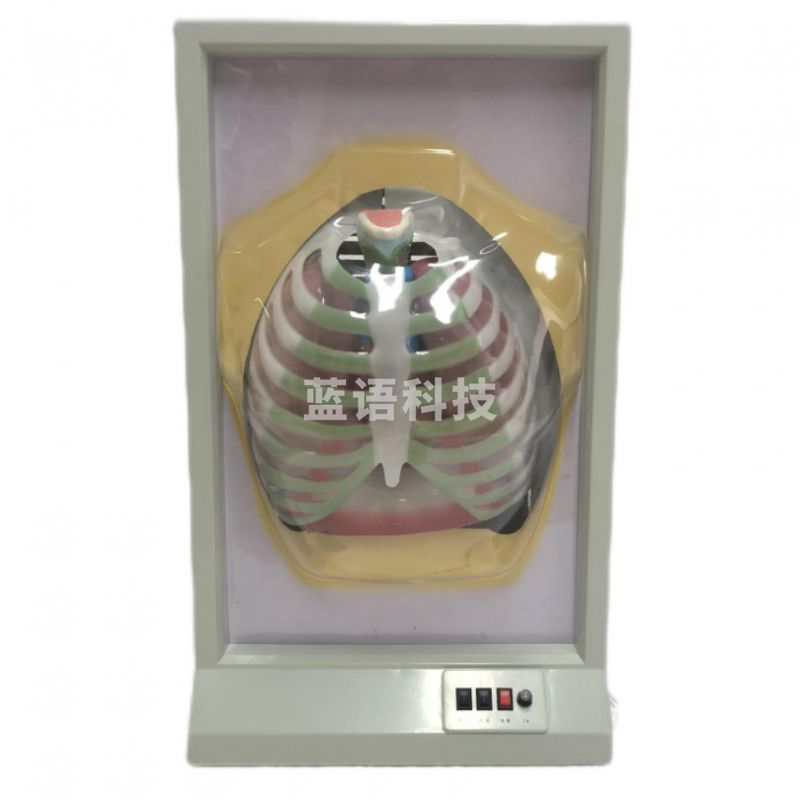 科源 KY-010  膈肌运动模拟器  教学仪器