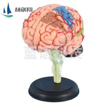 林剑翔 4D拼装大脑模型 脑部结构解剖可拆卸模型 含底座 LJX-522