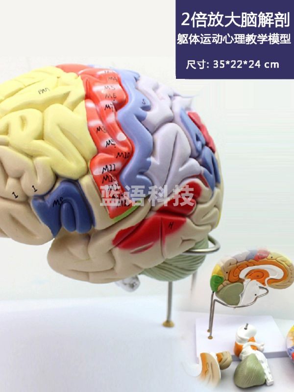 颐诺 颐诺/ENOVO  MODEL 人体大脑脑功能分区皮层躯体运动心理教学模型 教学仪器