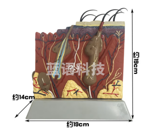 沪教 沪教 皮肤结构模型 - 33215 - 中学生物仪器 实验器材 教学仪器构造形态 生物科学教具模型