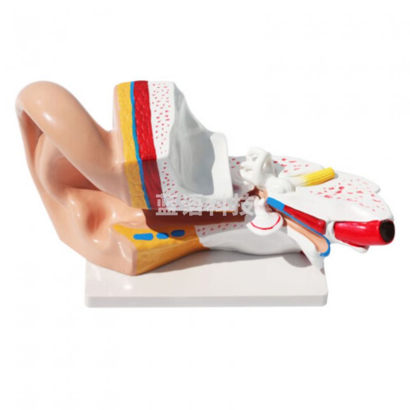 科源 KY-S08 耳解剖模型 教学仪器