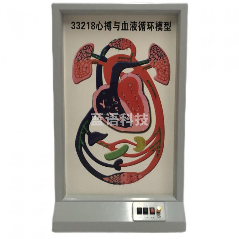 科源 KY-S036  心搏与血液循环模型  教学仪器