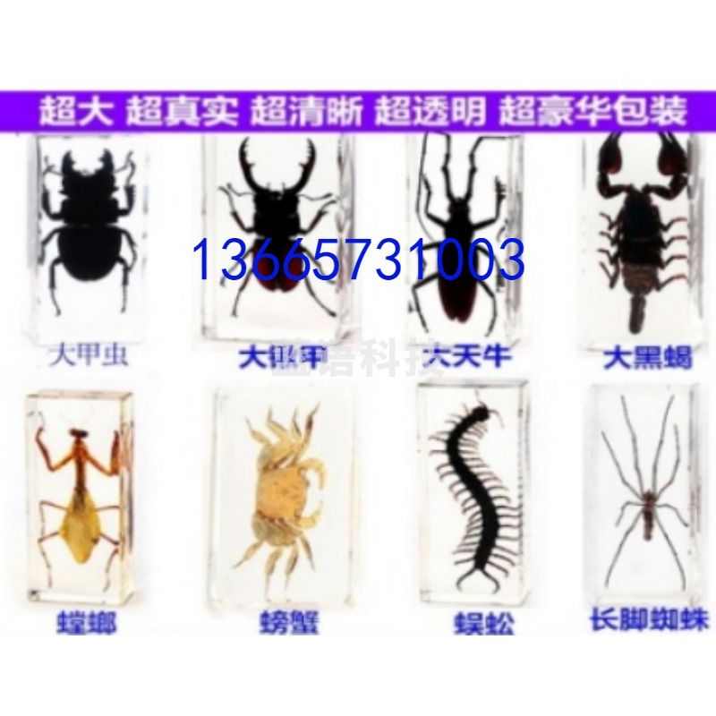 采之采 常见昆虫标本