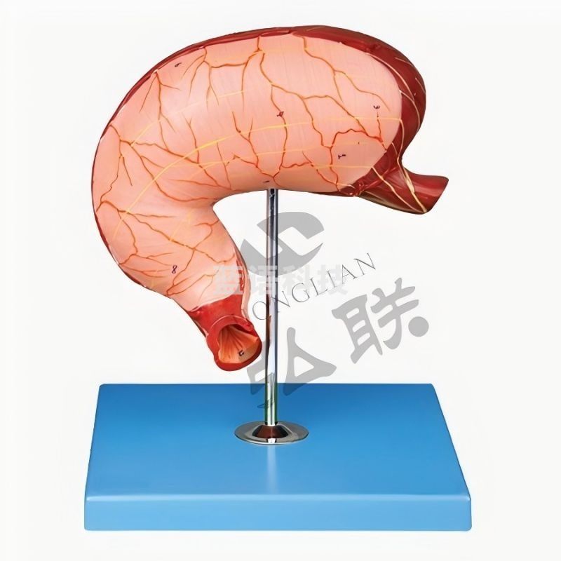 全科医生 胃及剖面模型  GD/A12002