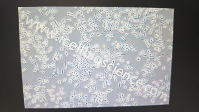 诺唯赞 BV2 细胞专用培养基