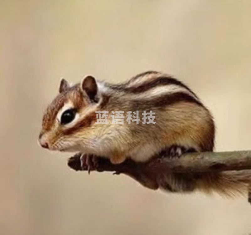 CXQ ANJI PLAY 松鼠屋材料包  实木玩具 躲避屋 松鼠跑道DIY