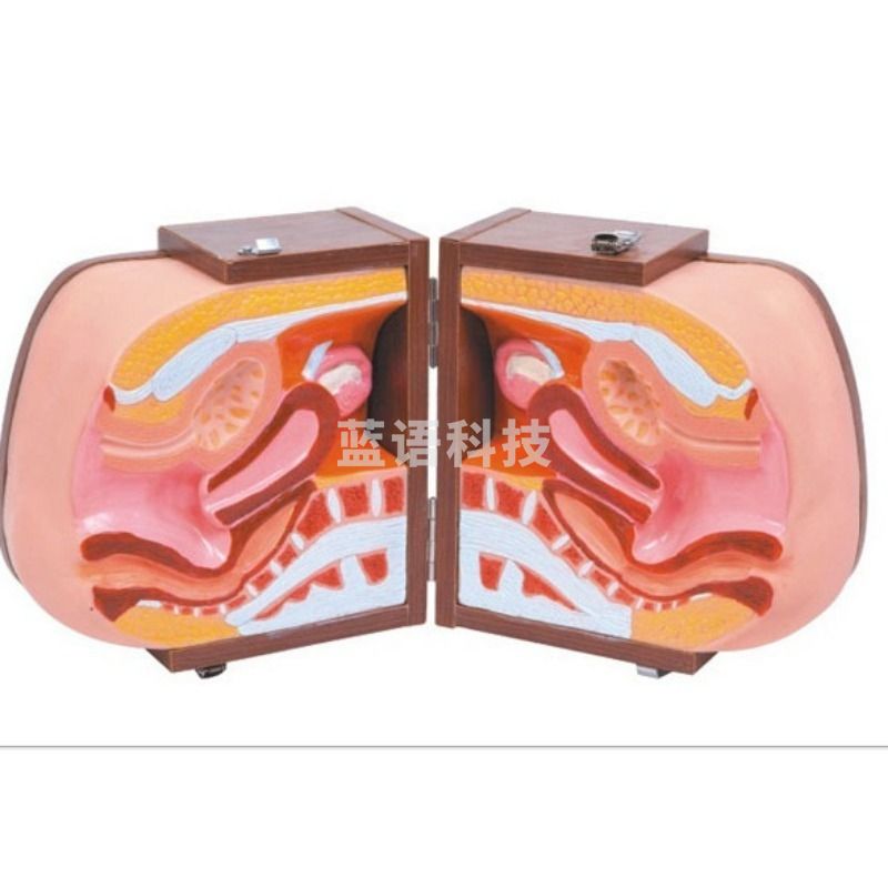 OTHERF5L高级女性避孕器指导模型