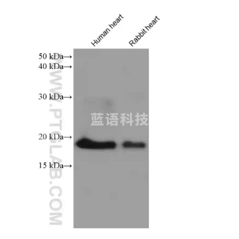 Proteintech Myosin Light Chain 2/MLC-2V Monoclonal antibody