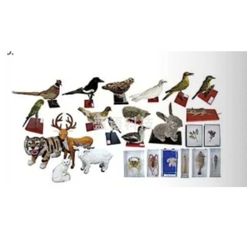 玉河 其他学前教育  动植物标本