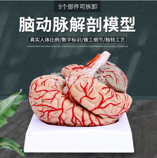 蓝蝶 高端医学 神经科脑科人体大脑9部件解剖模型大脑 脑分区医学模型 9部件大脑带标识