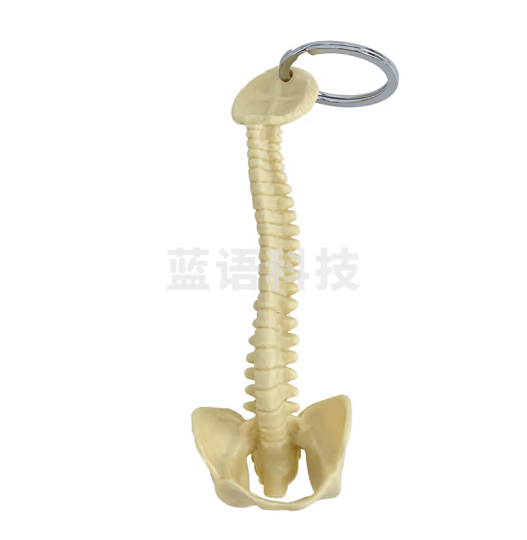 蓝蝶 人体脊柱模型 小脊柱钥匙扣小型脊椎腰椎挂件 小型脊柱钥匙扣 小型脊椎钥匙扣-黄色款