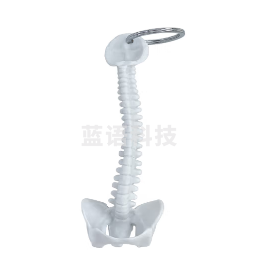 蓝蝶 人体脊柱模型 小脊柱钥匙扣小型脊椎腰椎挂件 小型脊柱钥匙扣 小型脊椎钥匙扣-白色款