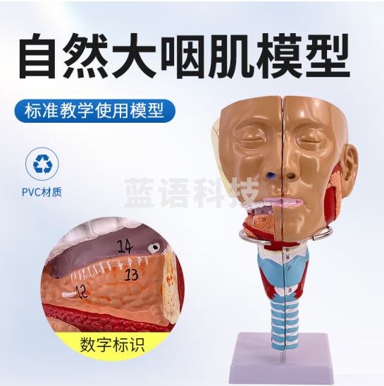蓝蝶 咽肌模型喉解剖模型 咽喉模型口鼻模型舌肌解剖 吞咽康复鼻窦教学