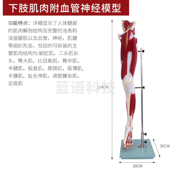 蓝蝶 自然大上肢手臂肌肉解剖 下肢腿肢肌肉附血管神经 肌肉构造模型 自然大下肢肌肉解剖