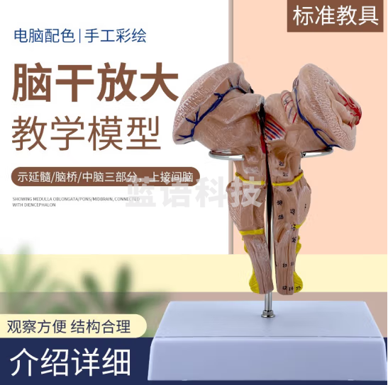 蓝蝶 脑干放大模型 脑干模型 脑干解剖模型大脑模型脑动模型脉大脑模型