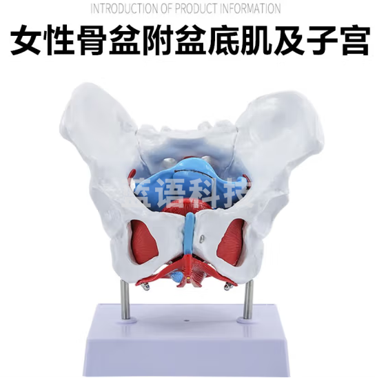 蓝蝶 女性骨盆生殖器模型 盆腔结构 膀胱盆底肌肉康复女性盆底肌可拆 骨盆附盆底肌及子宫（有底座）