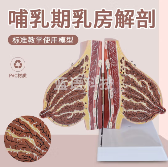 蓝蝶 乳房模型胸部解剖乳房结构造乳房乳腺病变模型腺解剖模型 哺乳期乳房解剖