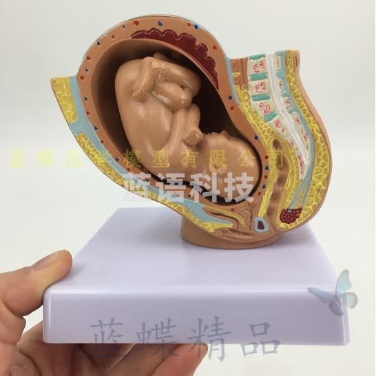 蓝蝶 女性盆腔附足月胎儿模型 妊娠发育九个月胎儿子宫 胚胎模型 小型妊娠九个月