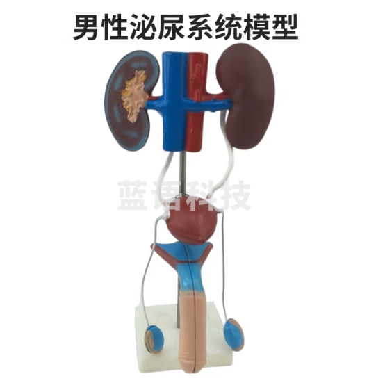 蓝蝶 男女性人体泌尿系统模型肾输尿管膀胱尿道解剖医学泌尿科系统教具 男性泌尿生殖系统