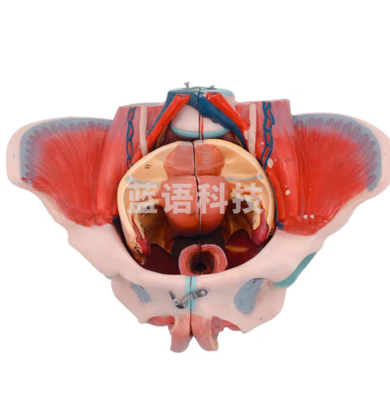 蓝蝶 女性骨盆附盆底肌和神经模型 带腰椎女性骨盆模型盆底肌带生殖器血管神经肌肉子宫人体解剖教学医学 女性高级骨盆带神经血管