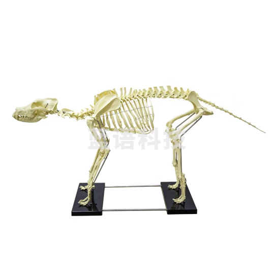 蓝蝶 仿真犬骨骼模型真实倒模组装好大型狗骨髅标本动物大型狗骨骼模型仿真塑胶犬骨架宠物狗骨标本动物成年塑料 A款大号狗骨