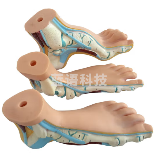 蓝蝶 人体脚掌肌肉模型 平板足 正常足 足弓 扁平足 高弓足解剖模型 足解剖（三件套）-老款手写字