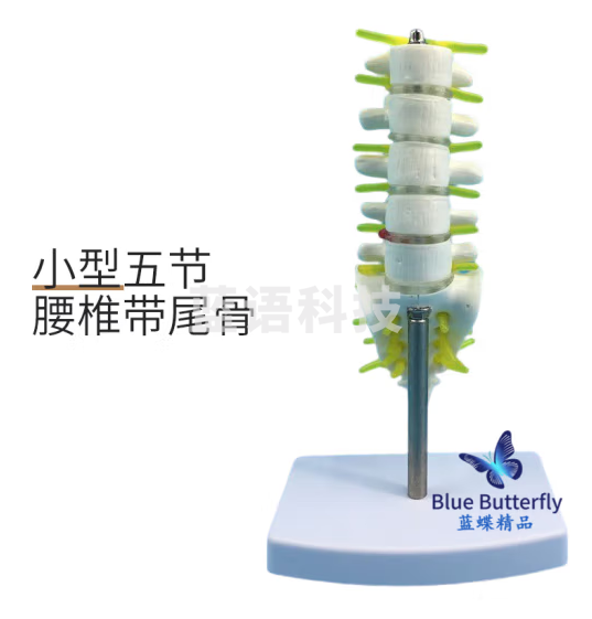 蓝蝶 正常人体腰椎组合仿真人体腰椎附椎间盘模型二节三节四节腰椎组合 小型五节腰椎带尾骨
