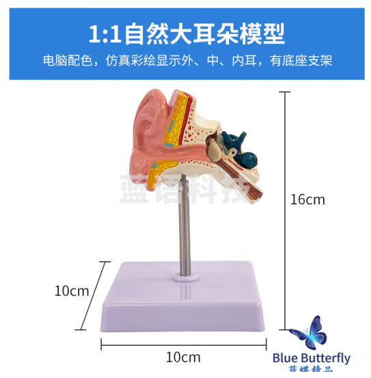 蓝蝶 医学人体耳解剖模型 耳朵外中内结构造听觉系统耳鼻喉科展示教学 1：1桌上耳解剖