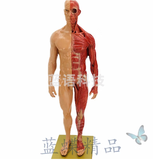 蓝蝶 30cm艺用树脂肌肉骨骼解剖人体模型结构美术素描绘画雕塑教学模型 男性树脂肌肉肤色解剖模型