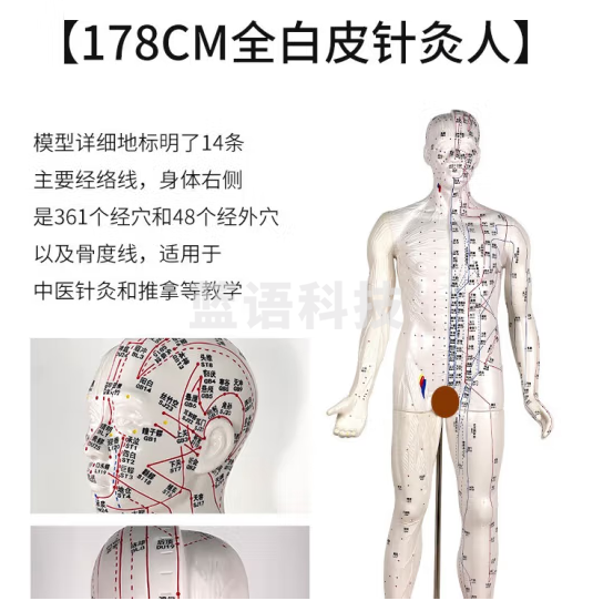 蓝蝶 170CM人体针灸模型针灸铜人模型178cm中医经络穴位模型 穴位清晰 170CM针灸人（白色）