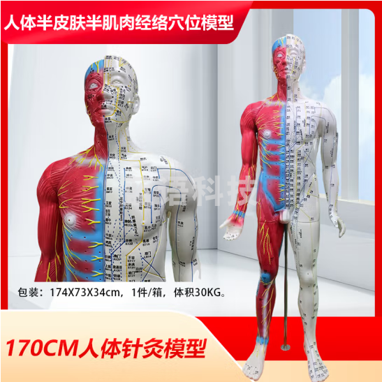 蓝蝶 170CM人体针灸模型针灸铜人模型178cm中医经络穴位模型 穴位清晰 170CM针灸人（半皮半肌肉）