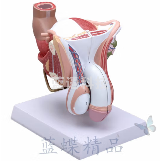 蓝蝶 男性生殖系统模型 可拆4部件 男性生殖解剖睾丸 计划生育模型模具 男性生殖器模型