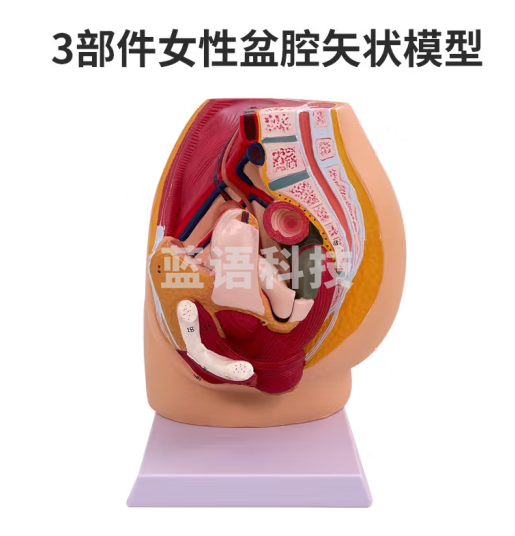 蓝蝶 盆腔正中矢状切面模型矢状解剖模型生殖器解剖 3部件女性盆腔带标识