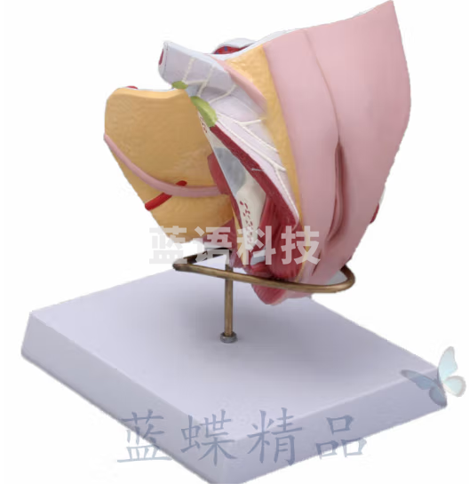 蓝蝶 生殖系统模型 可拆4部件 计划生育模型模具 女性生殖器模型