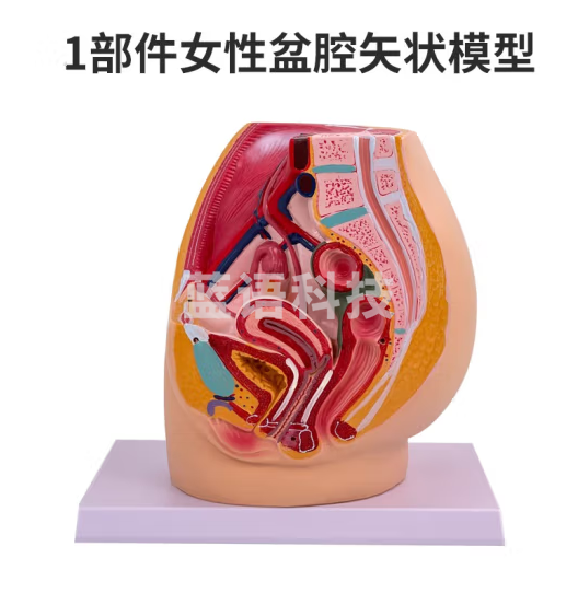 蓝蝶 盆腔正中矢状切面模型矢状解剖模型生殖器解剖 1部件女性盆腔