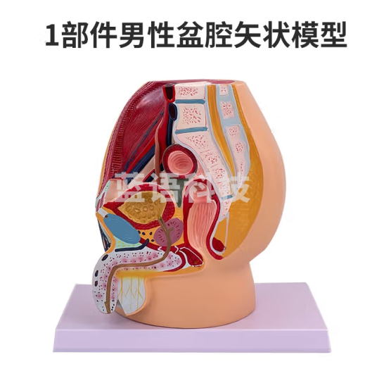 蓝蝶 盆腔正中矢状切面模型矢状解剖模型生殖器解剖 1部件男性盆腔