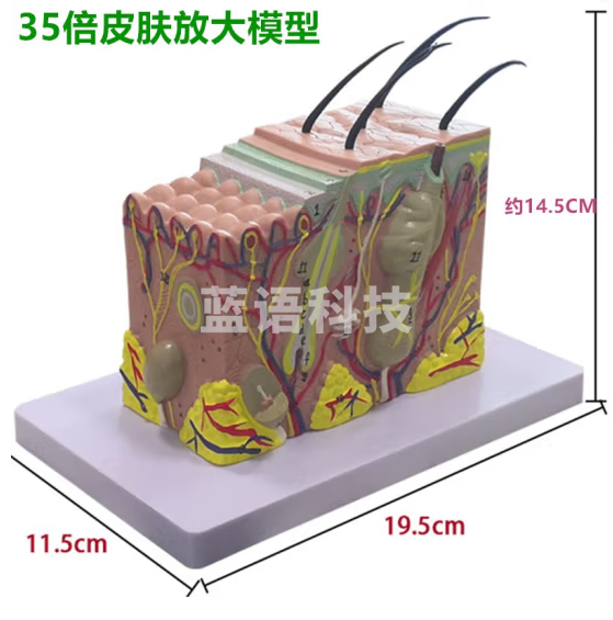 蓝蝶 皮肤结构解剖模型 教学教具 皮肤放大组织层次立体构造整容 皮肤放大35倍模型