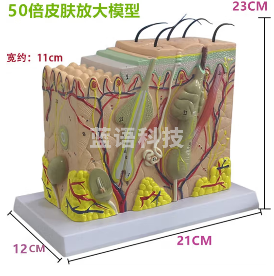 蓝蝶 皮肤结构解剖模型 教学教具 皮肤放大组织层次立体构造整容 皮肤放大50倍模型