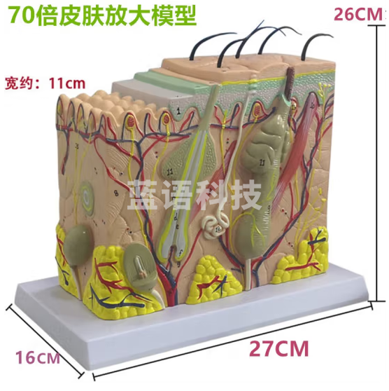 蓝蝶 皮肤结构解剖模型 教学教具 皮肤放大组织层次立体构造整容 皮肤放大70倍模型