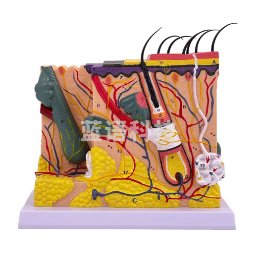 蓝蝶 皮肤结构解剖模型 教学教具 皮肤放大组织层次立体构造整容 皮肤放大70倍模型-可拆卸款