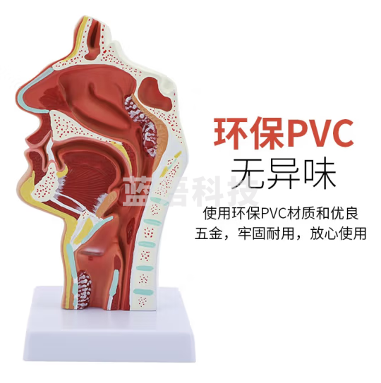 蓝蝶 人体鼻腔解剖模型耳鼻喉科医学教学鼻子口腔鼻部结构组织模型 病理口鼻咽矢状（无数字标识）