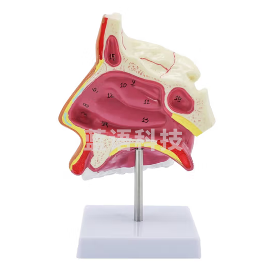 蓝蝶 人体鼻腔解剖模型耳鼻喉科医学教学鼻子口腔鼻部结构组织模型 鼻腔有支架款
