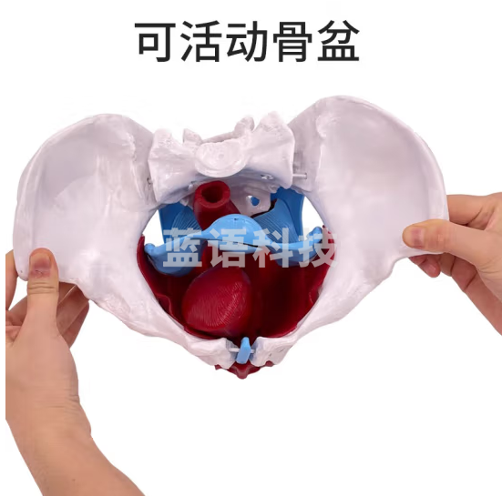 蓝蝶 可活动 女性骨盆肌肉模型及盆底肌模型子宫盆骨分娩助产教学教具 可活动-盆底肌