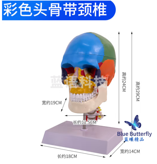 蓝蝶 人体头骨模型1：1 仿真头颅骨模型 彩色头骨模型色分头骨头颅骨 自然大彩色头骨带颈椎