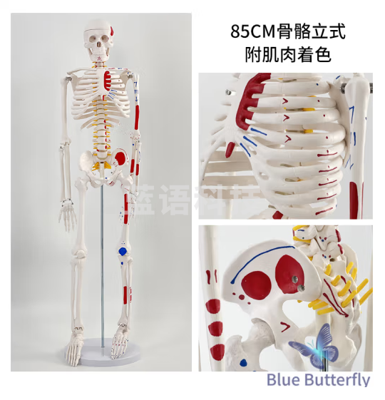 蓝蝶 85CM人体骨骼模型骨架人体模型成人小白骷髅教学脊椎全身骷髅标本 85cm立式骨骼椎间盘肌肉着色