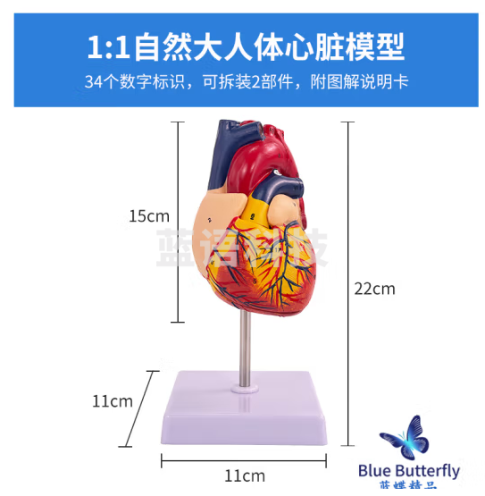 蓝蝶 1:1人体心脏解剖模型 B超彩超心脏教具 医学自然大心脏教学模型 自然大心脏（带34标识）