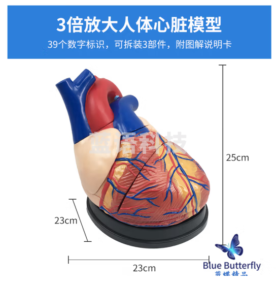 蓝蝶 人体心脏解剖模型 B超彩超心脏教具 医学自然大心脏教学模型 3倍大心脏（无标识）