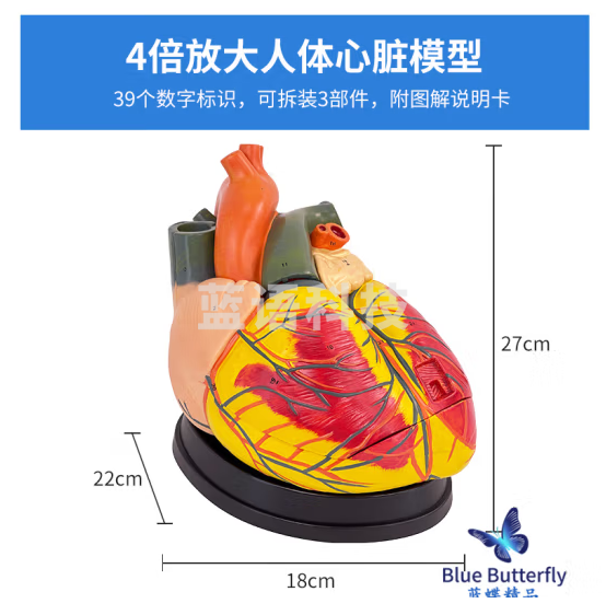 蓝蝶 人体心脏解剖模型 B超彩超心脏教具 医学自然大心脏教学模型 4倍放大心脏（有39个标识）