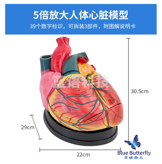 蓝蝶 人体心脏解剖模型 B超彩超心脏教具 医学自然大心脏教学模型 5倍放大心脏（无标识）